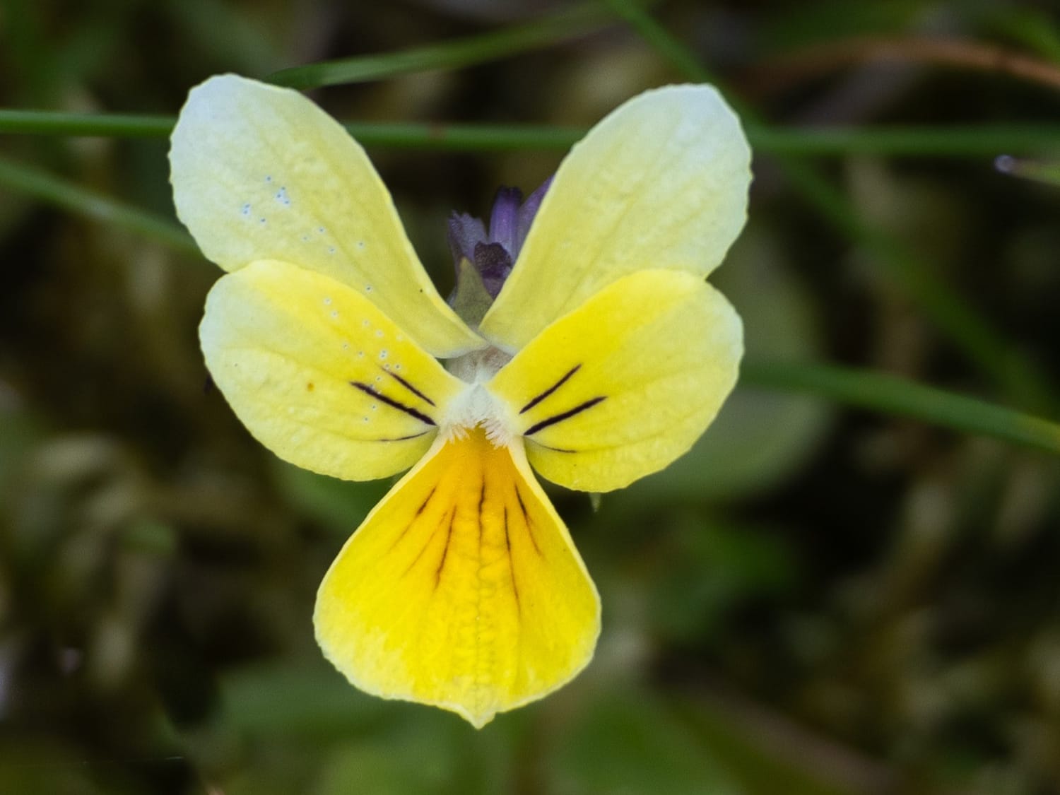 Mountain Pansy close up