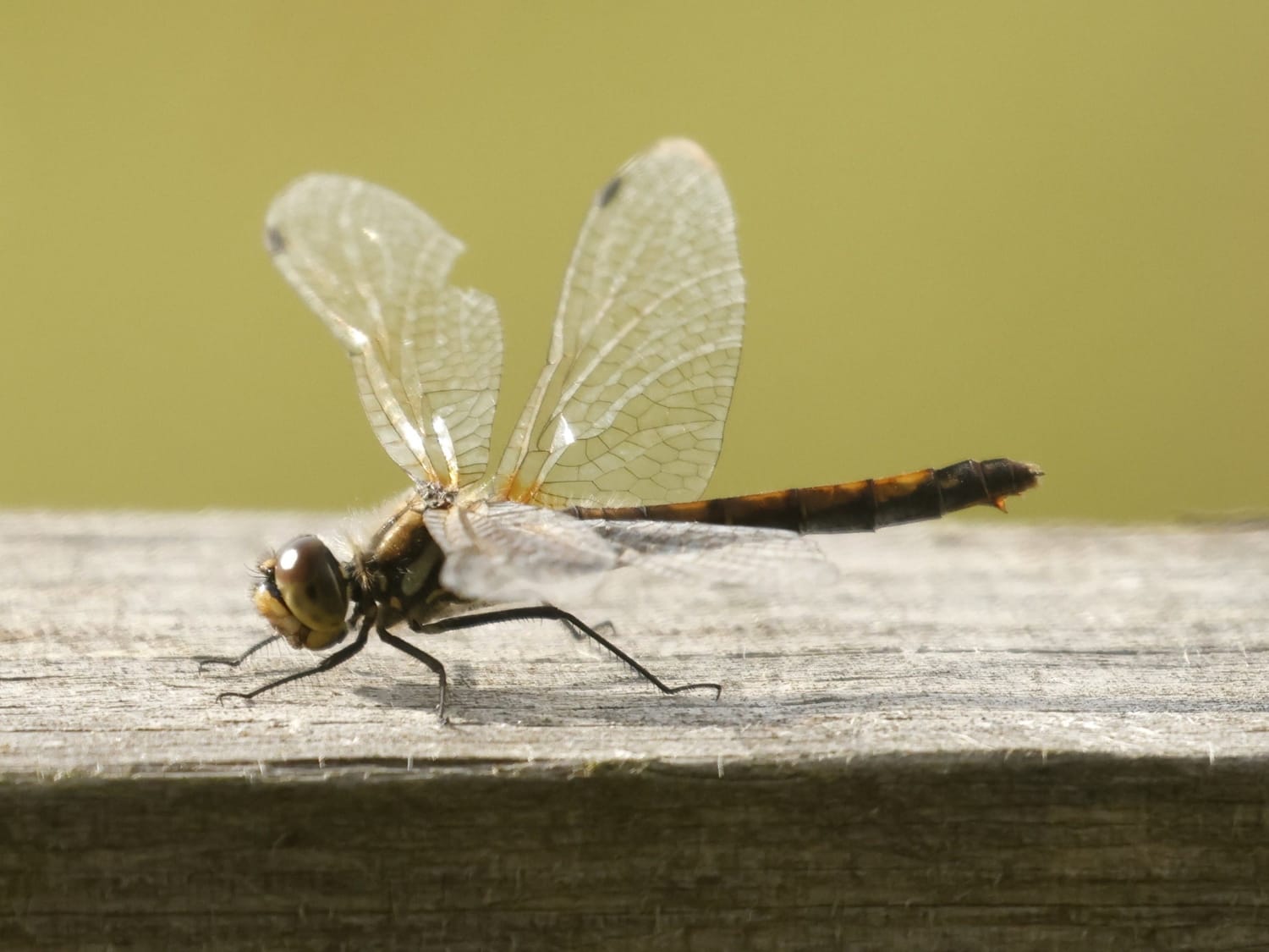 Moustached Darter, Estonia - Philip Precey