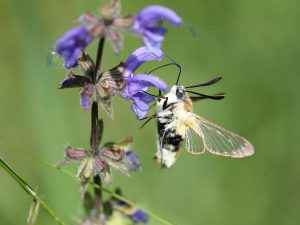 Narrow-bordered Bee Hawk-moth feeding