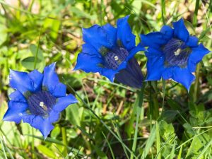 Narrow-leaved Gentian close up