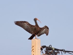Northern Bald Ibis with outstretched wings