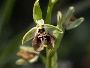 Ophrys bornmuelleri ssp. bornmuelleri close up of flower