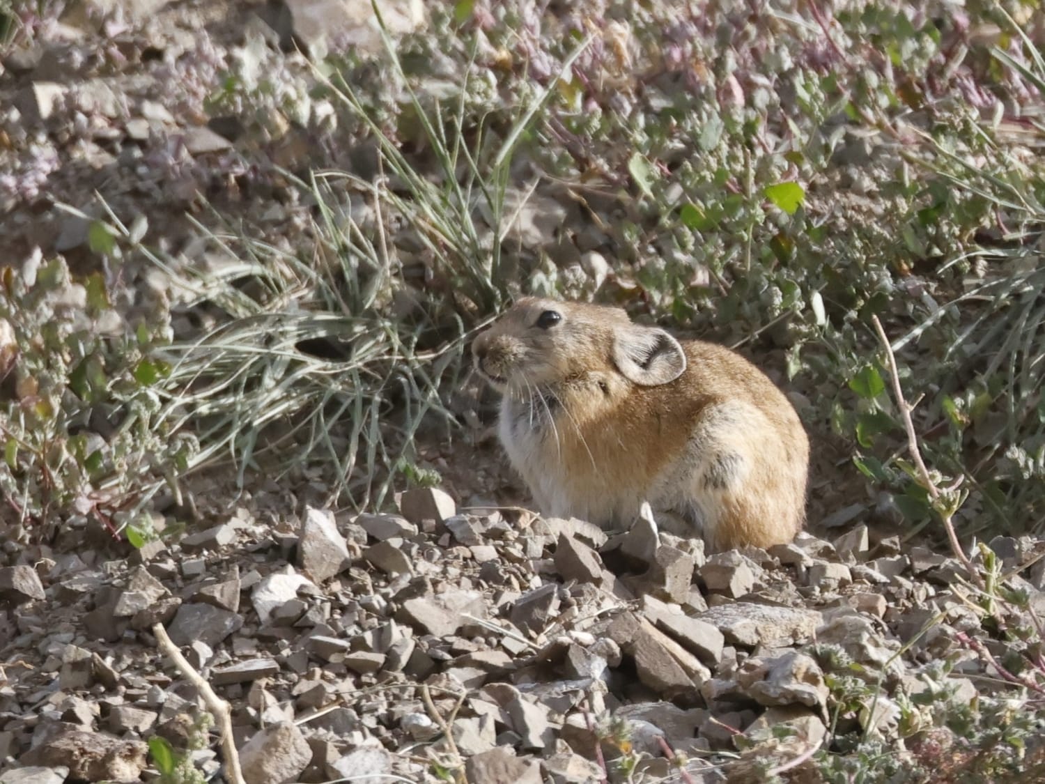 Pallas's Pika on stony ground