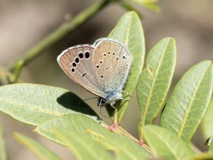 Paphos Blue perched