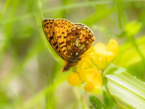 Pearl-bordered Fritillary on a flower