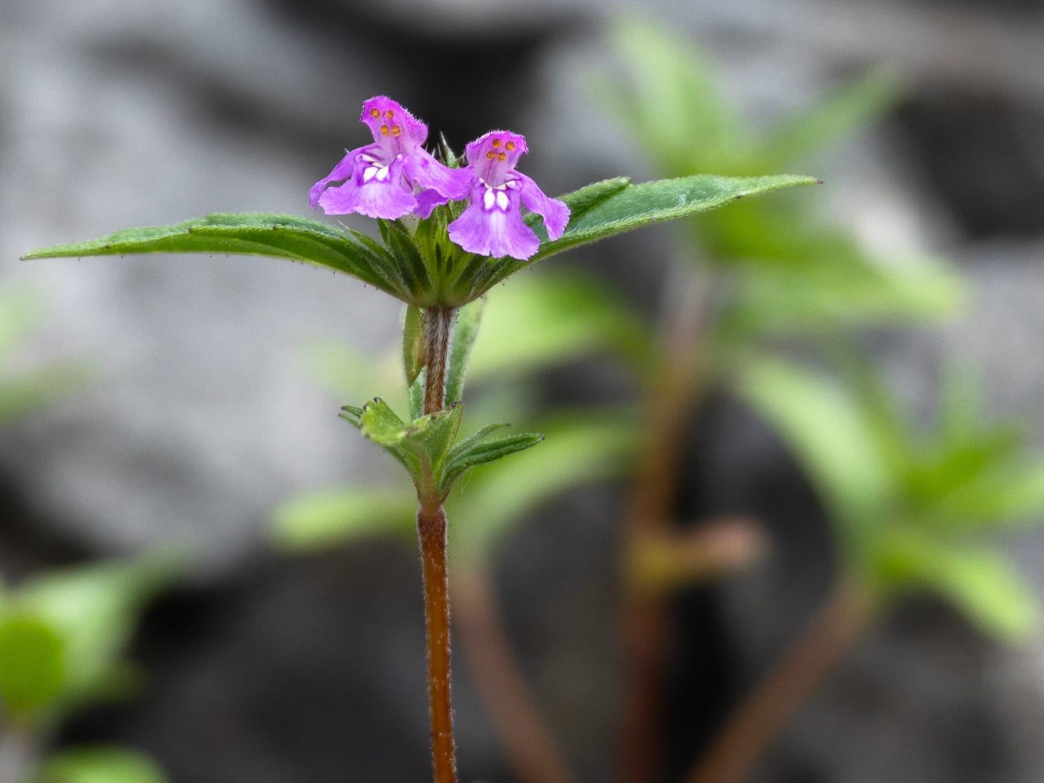 Red Hemp-nettle, Derbyshire - Philip Precey