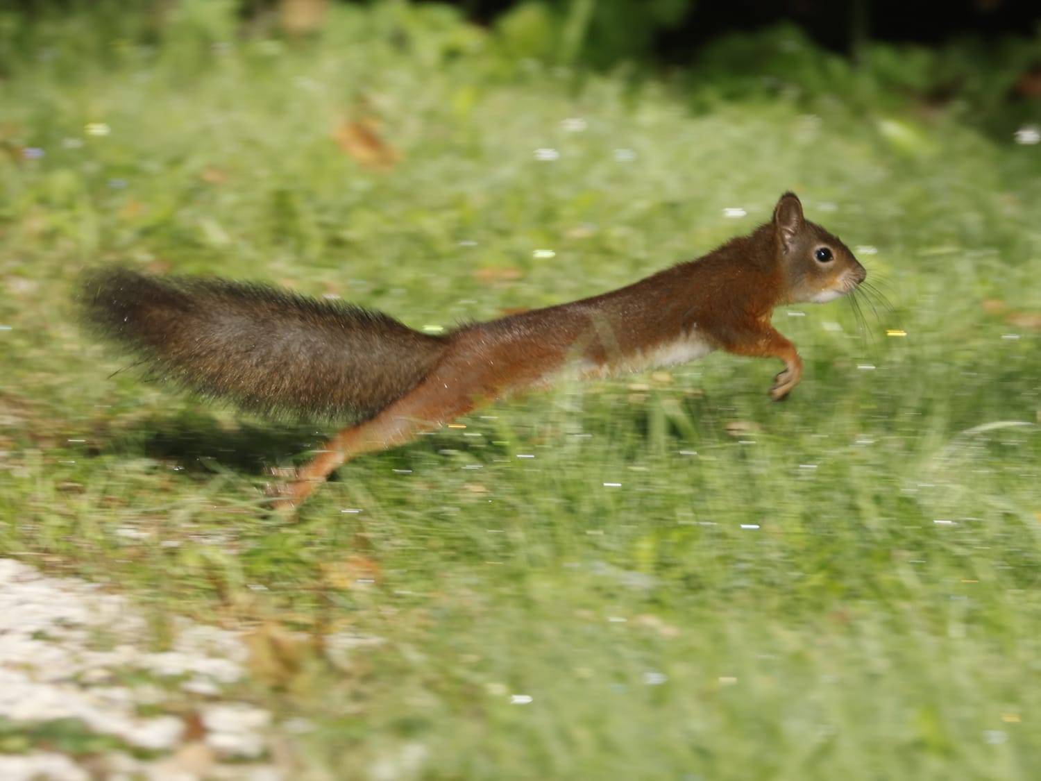 Red Squirrel, Estonia - Philip Precey