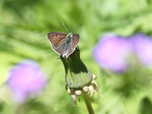 Sooty Copper with open wings