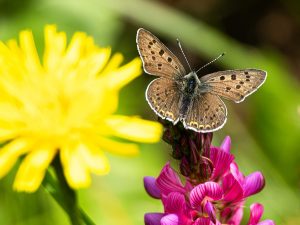 Sooty Copper with open wings