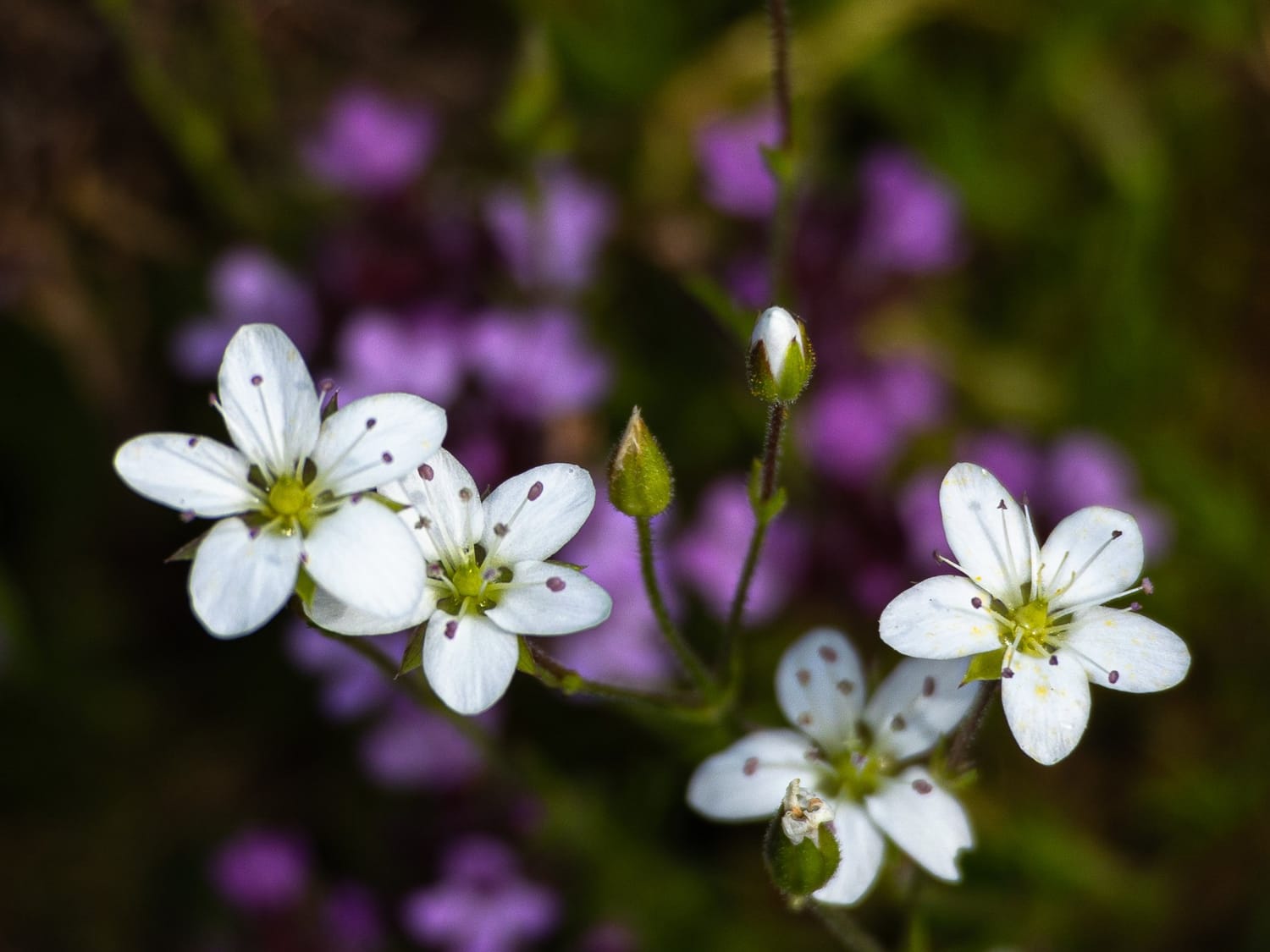 Spring Sandwort, Derbyshire - Philip Precey