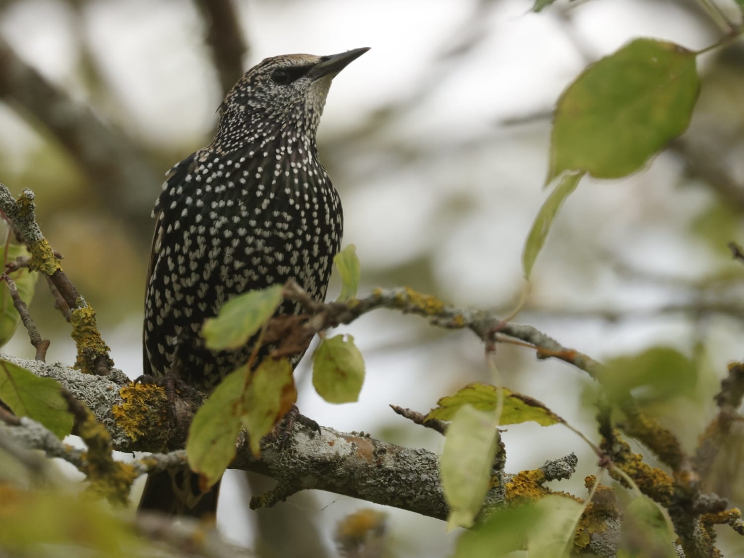 Starling, Estonia - Philip Precey