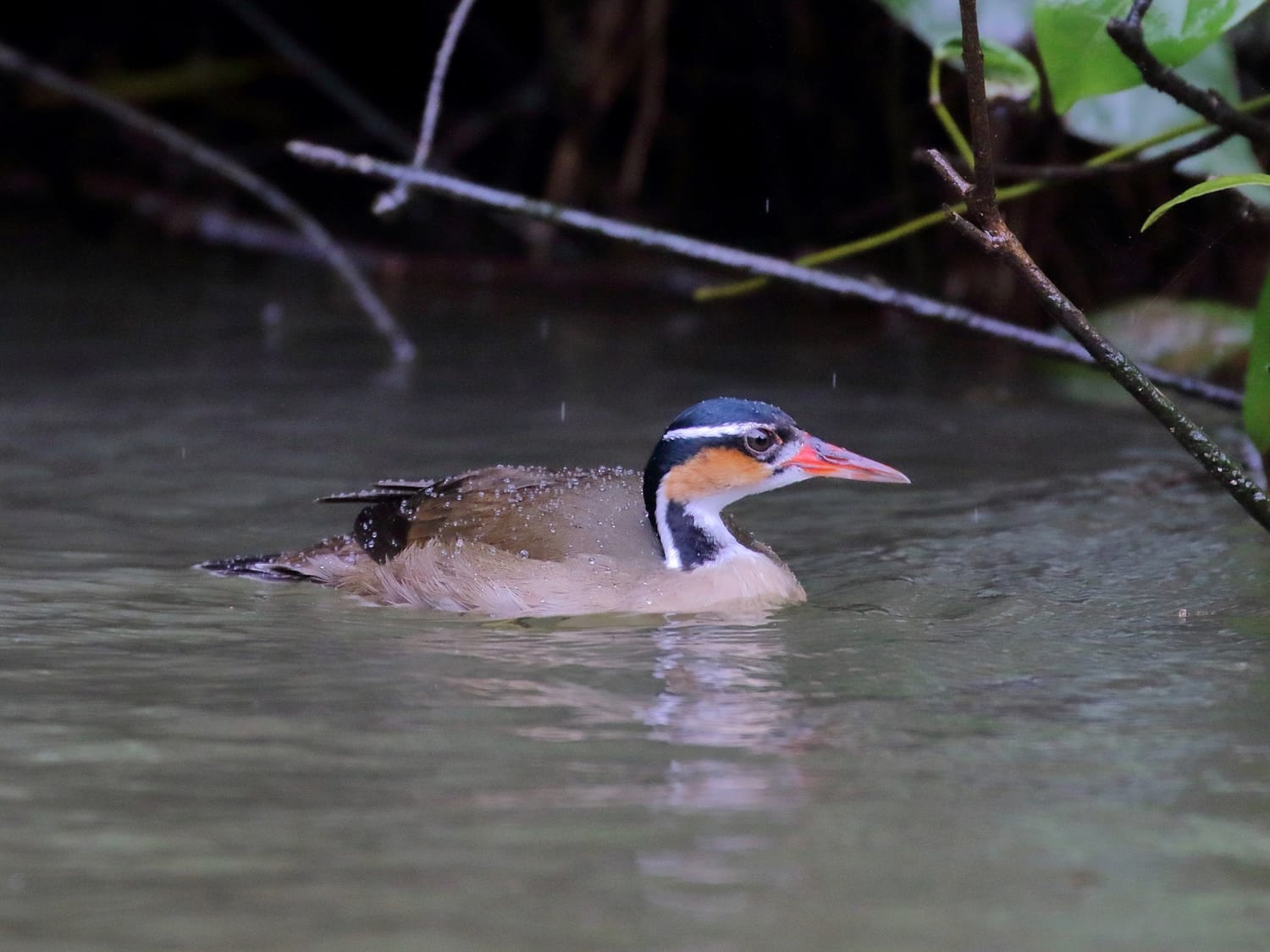 Sungrebe on the water