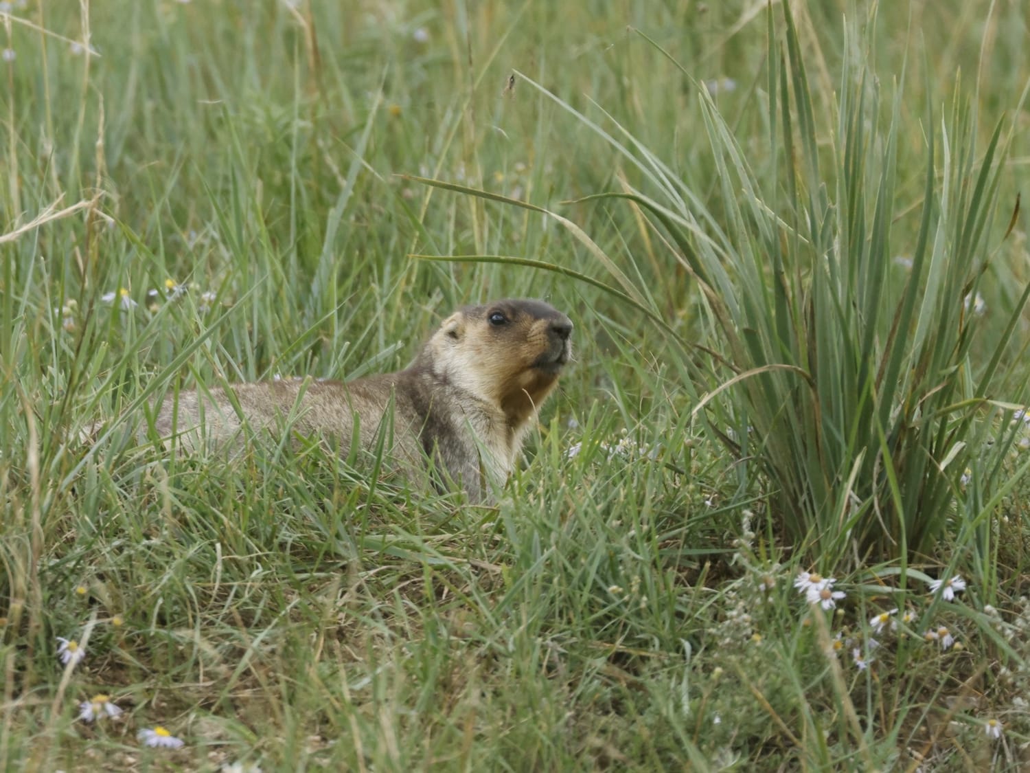 Tarbagan Marmot, Mongolia - Philip Precey