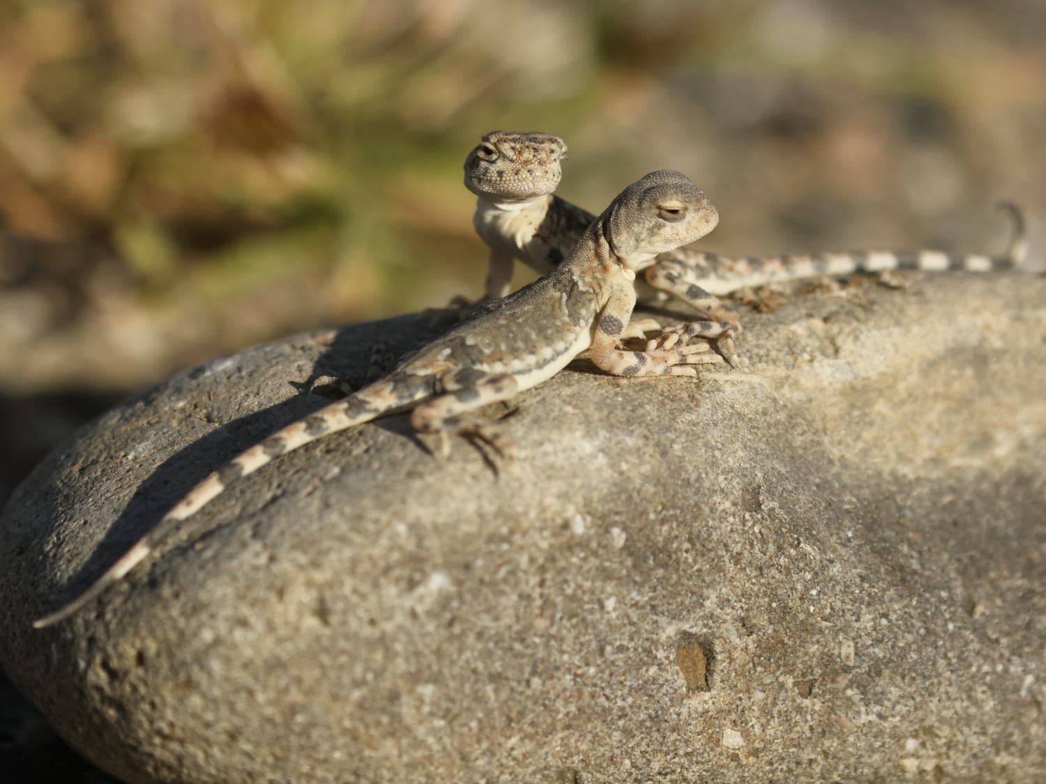 Tuva Toad-headed Agama, Mongolia - Philip Precey
