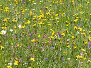 Vallon de Combeau flowery meadow
