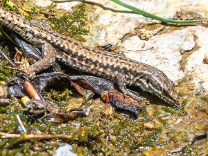Wall Lizard drinking