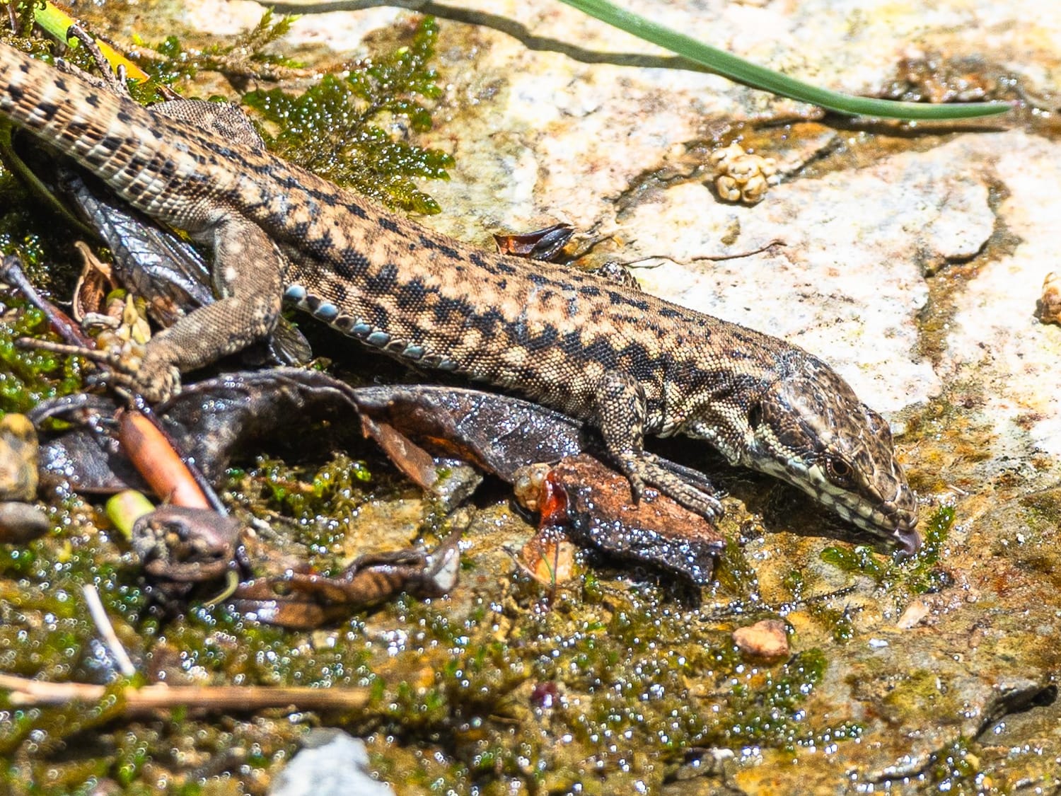 Wall Lizard drinking