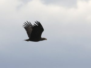 White-tailed Eagle in flight