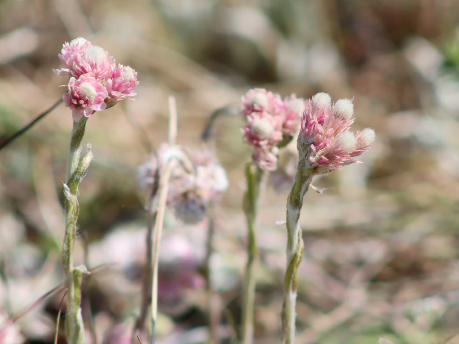 Mountain Everlasting, Estonia - Laurie Jackson