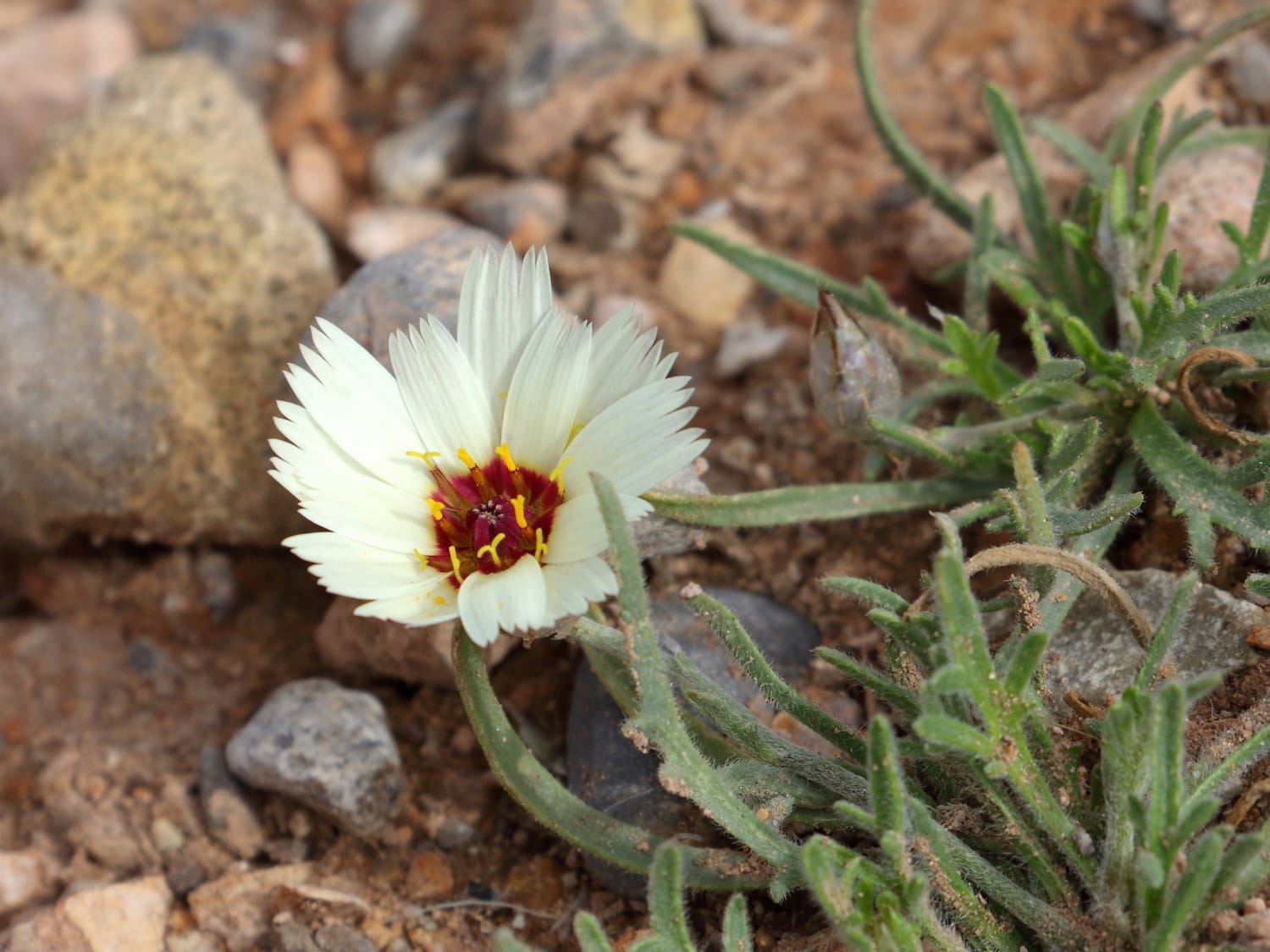 Cream flower of Catananche arenaria