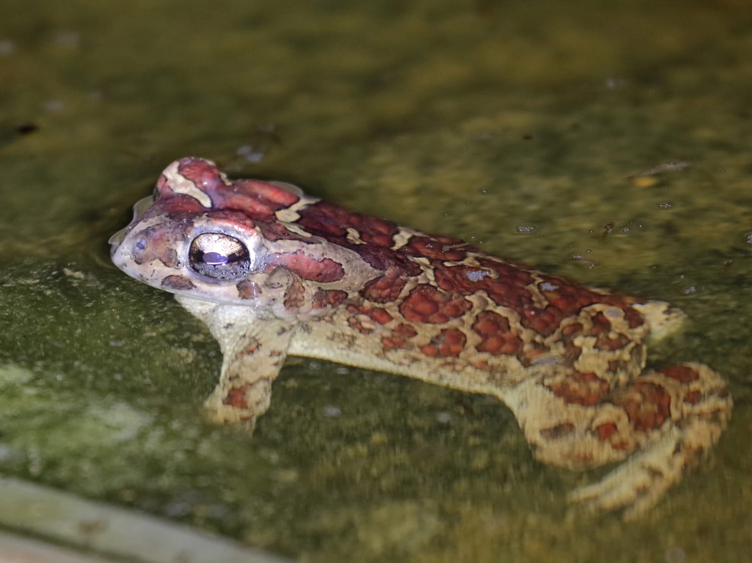 Berber Toad floating in a pond