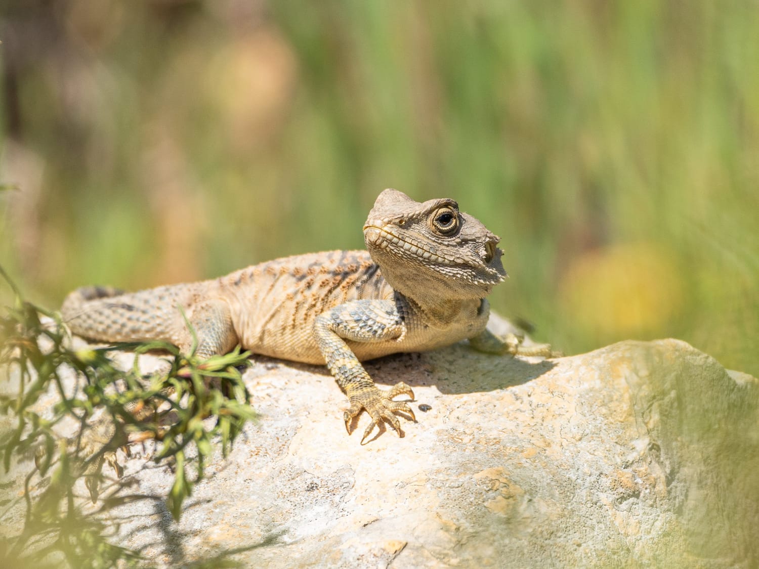 Cyprus Rock Agama basking on a rock