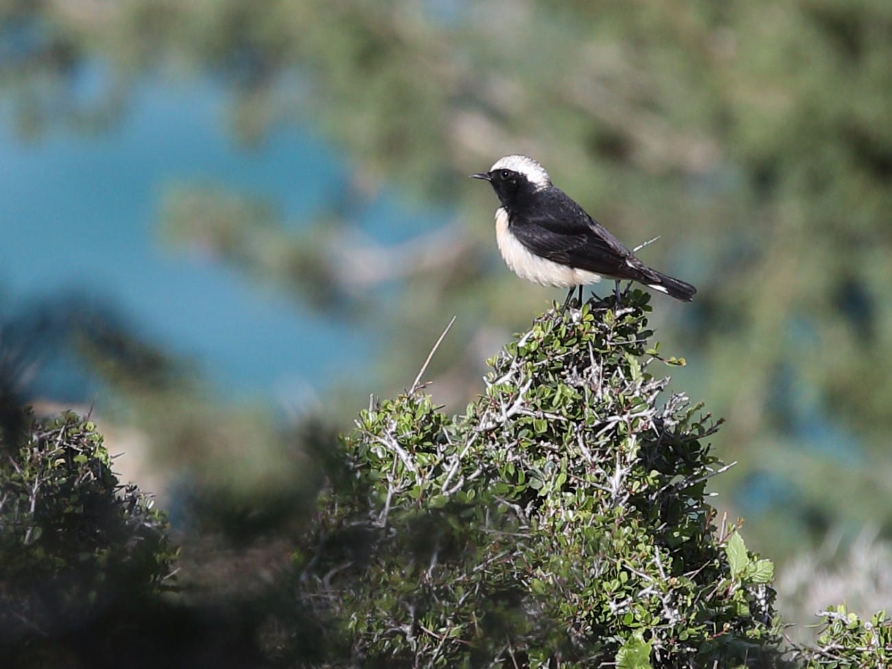 Cyprus Wheatear perched on a bush