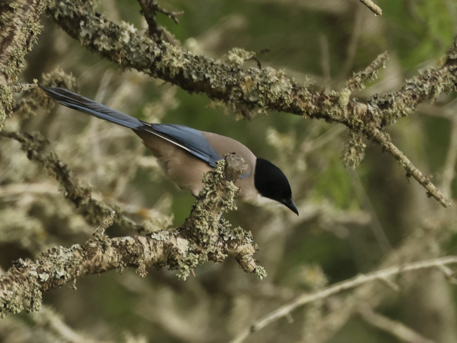 Iberian Magpie among lichen-covered branches