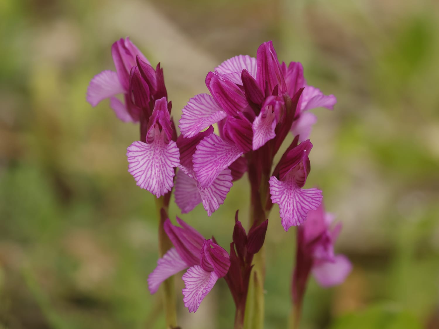 Anacamptis papilionaceae flower head