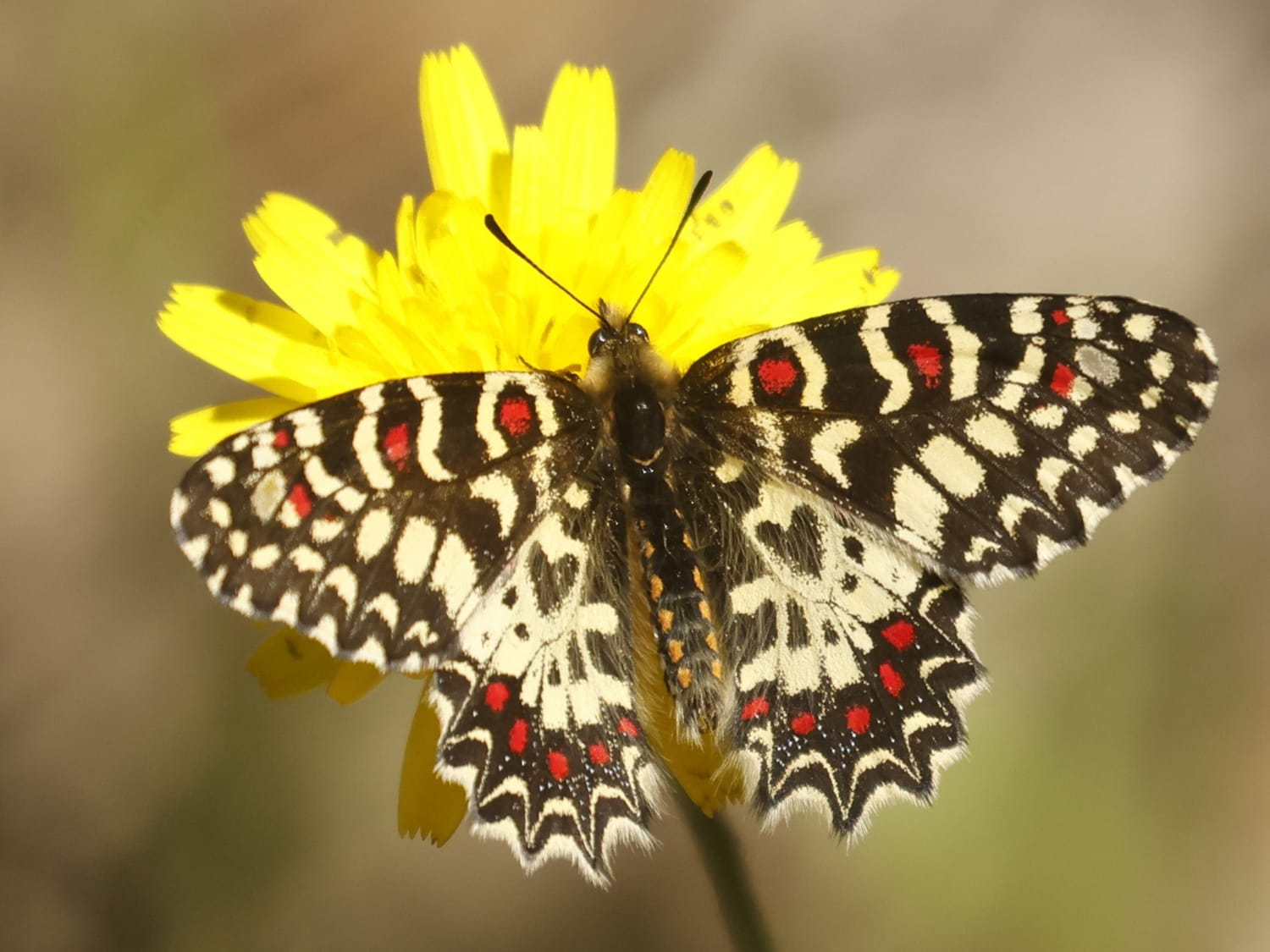 Spanish Festoon feeding on a yellow daisy