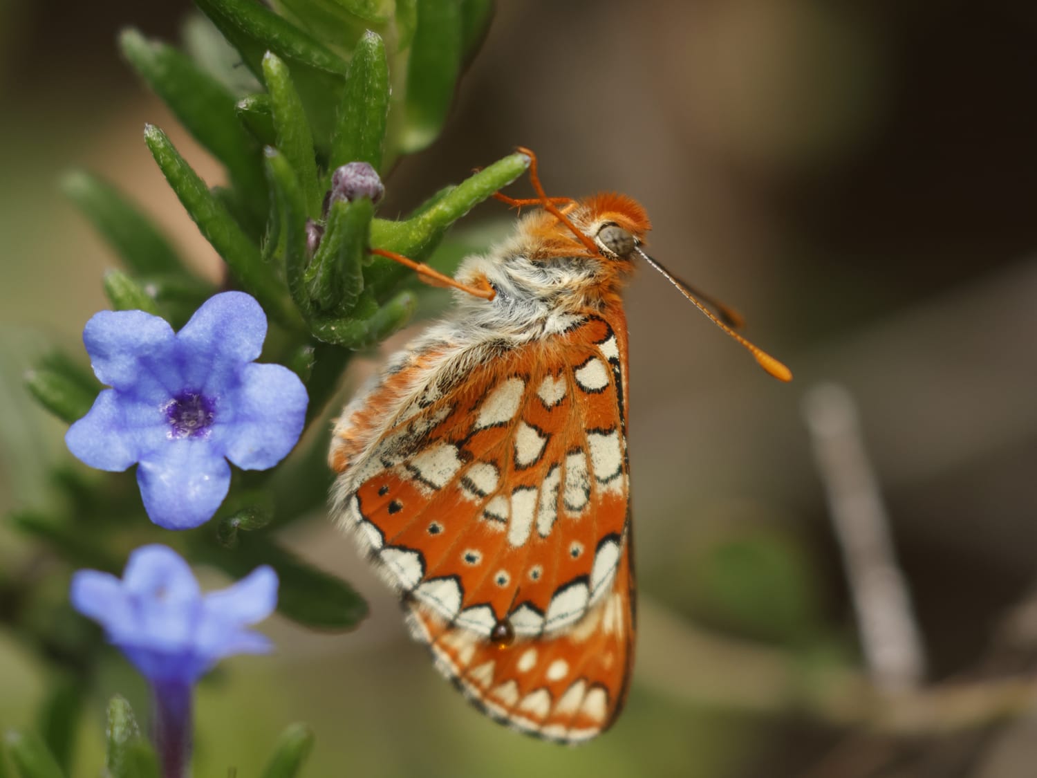 Marsh Fritillary perched on a purple gromwell