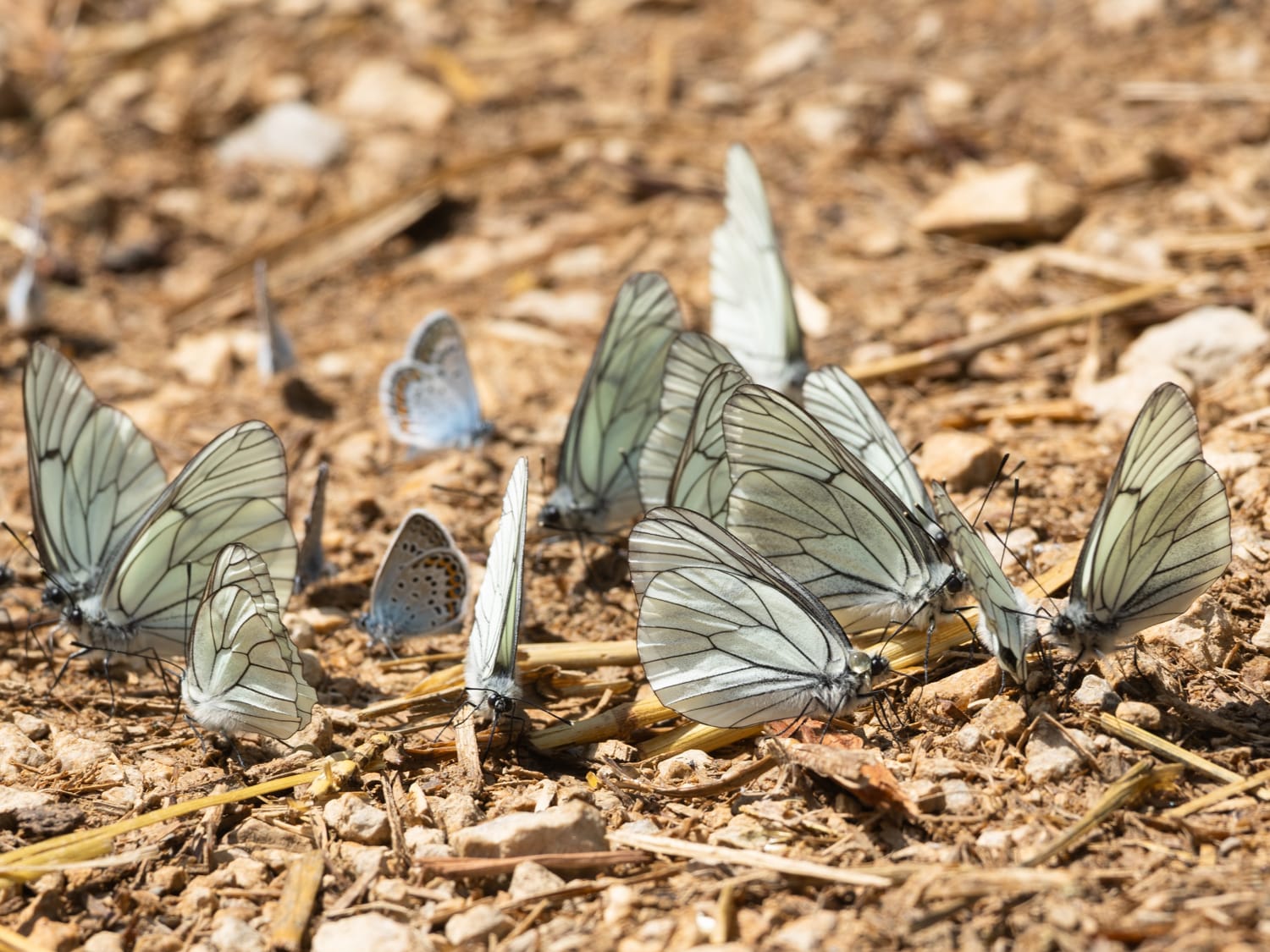 Black-veined Whites, Vercors - Sarah Lambert