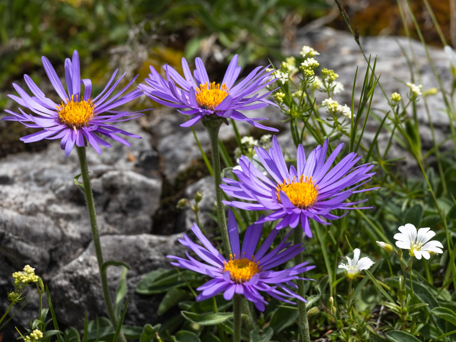 Alpine Aster, Vercors - Sarah Lambert