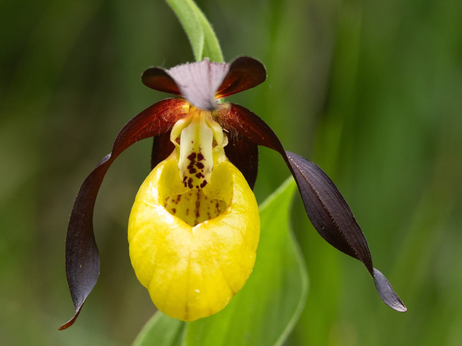 Lady's-slipper, Vercors - Sarah Lambert