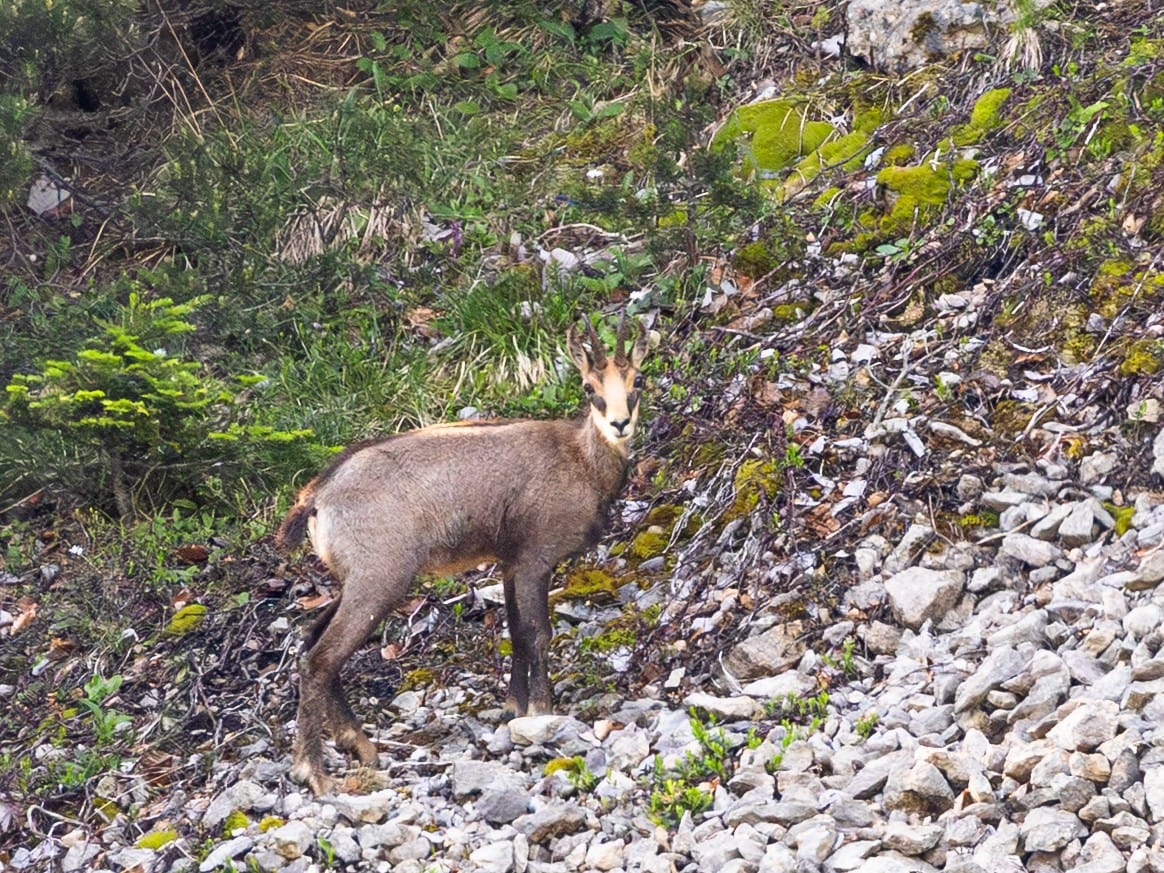 Alpine Chamois, Vercors - Sarah Lambert
