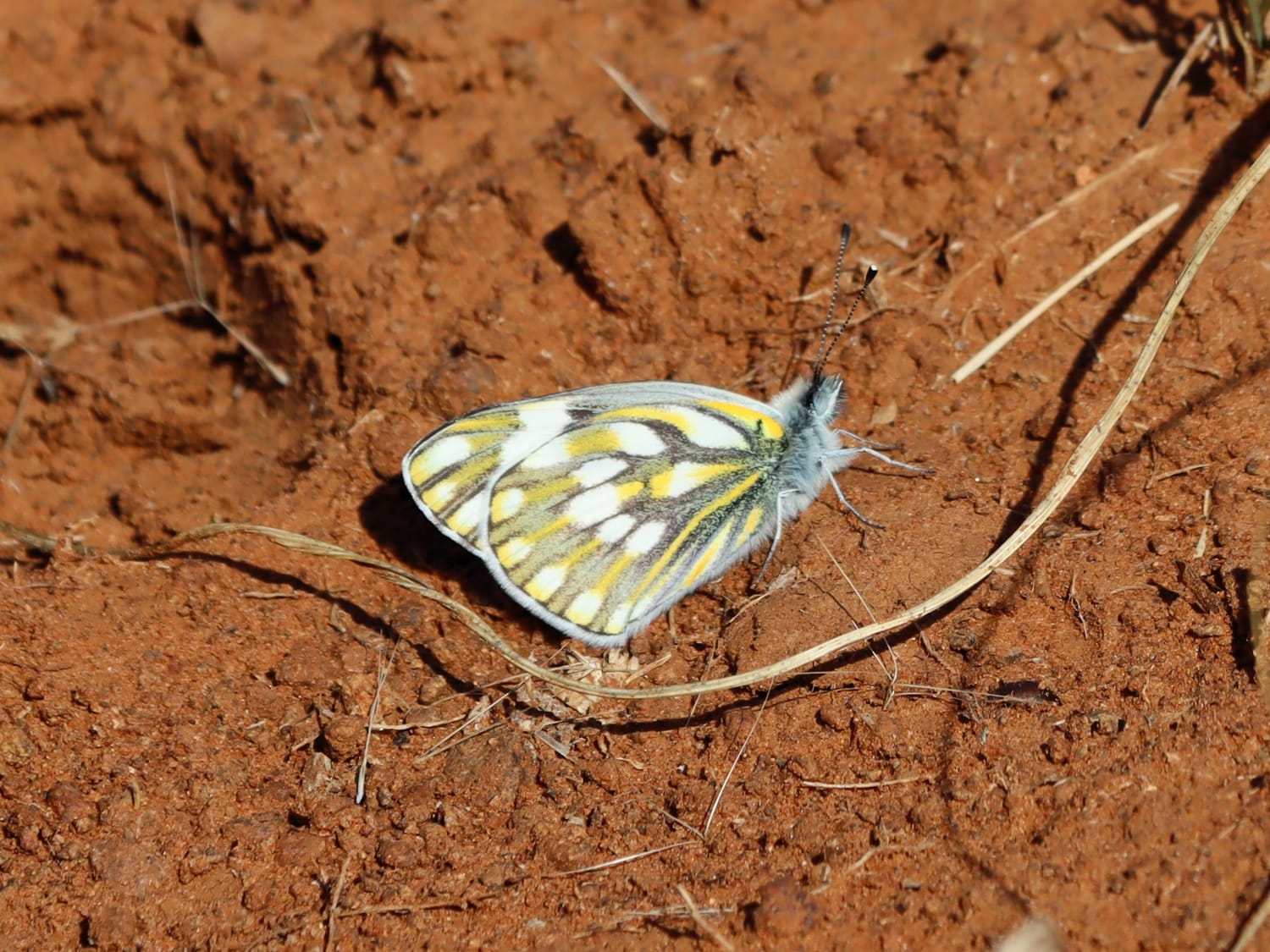 African Meadow White, South Africa - Laurie Jackson