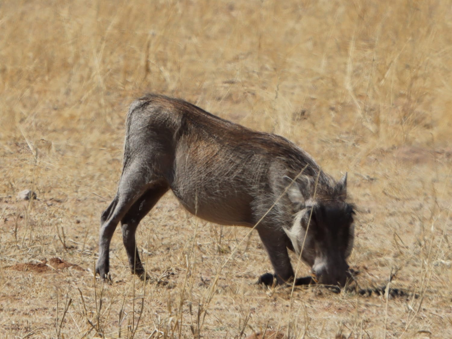 Warthog, South Africa - Laurie Jackson