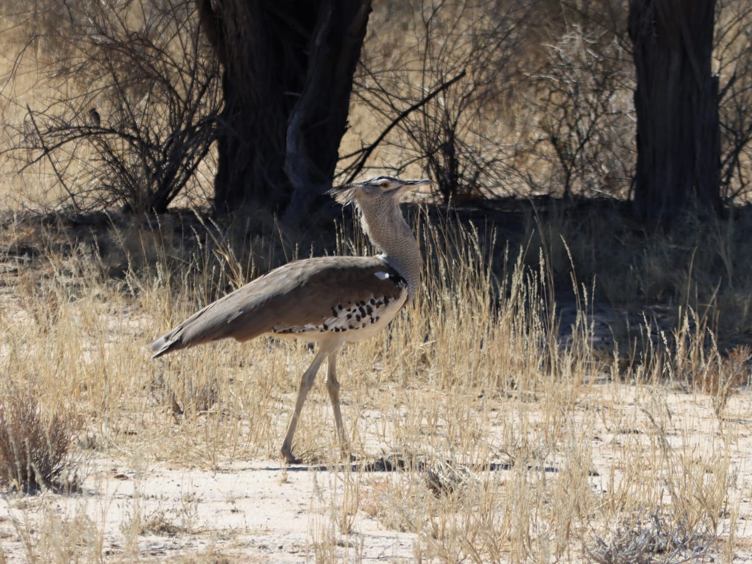 Kori Bustard, South Africa - Laurie Jackson