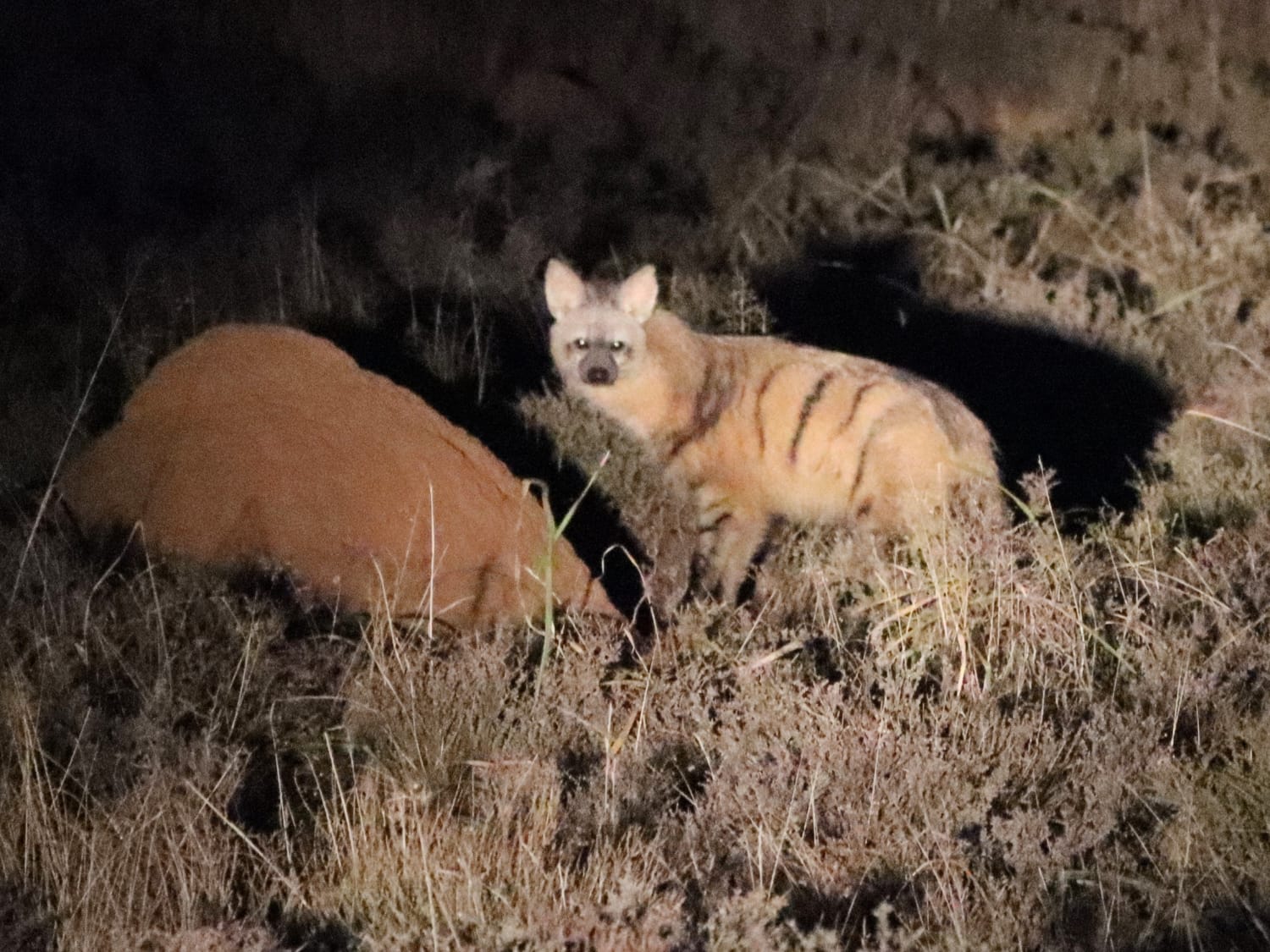 Aardwolf, South Africa - Laurie Jackson