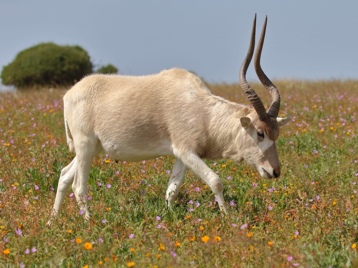 Addax, Morocco - Mike Symes