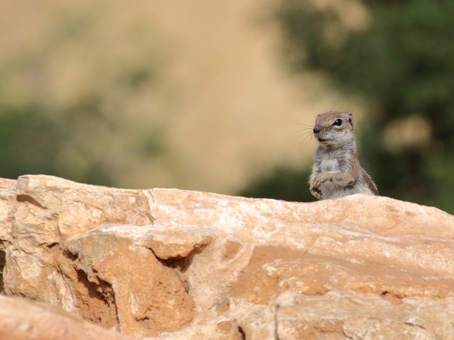 Barbary Ground Squirrel, Morocco - Mike Symes