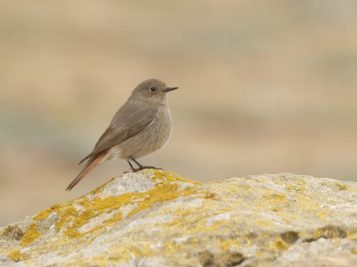 Black Redstart, Cyprus - Philip Precey