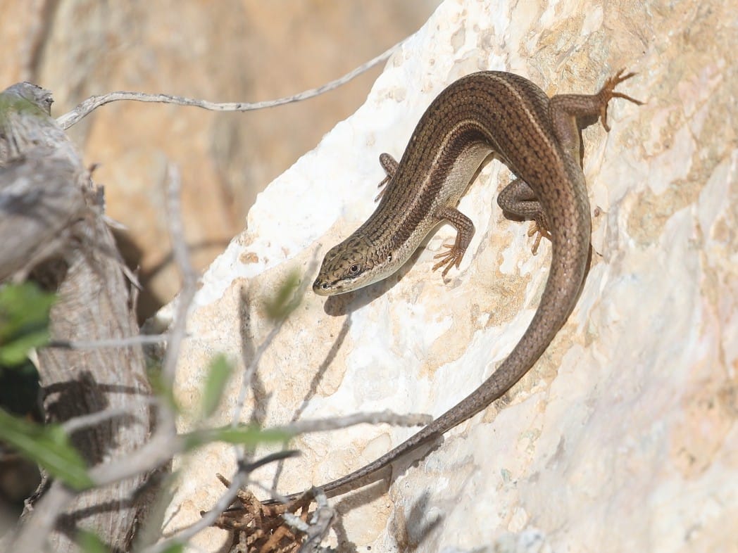 Bridled Skink, Cyprus - James Lowen