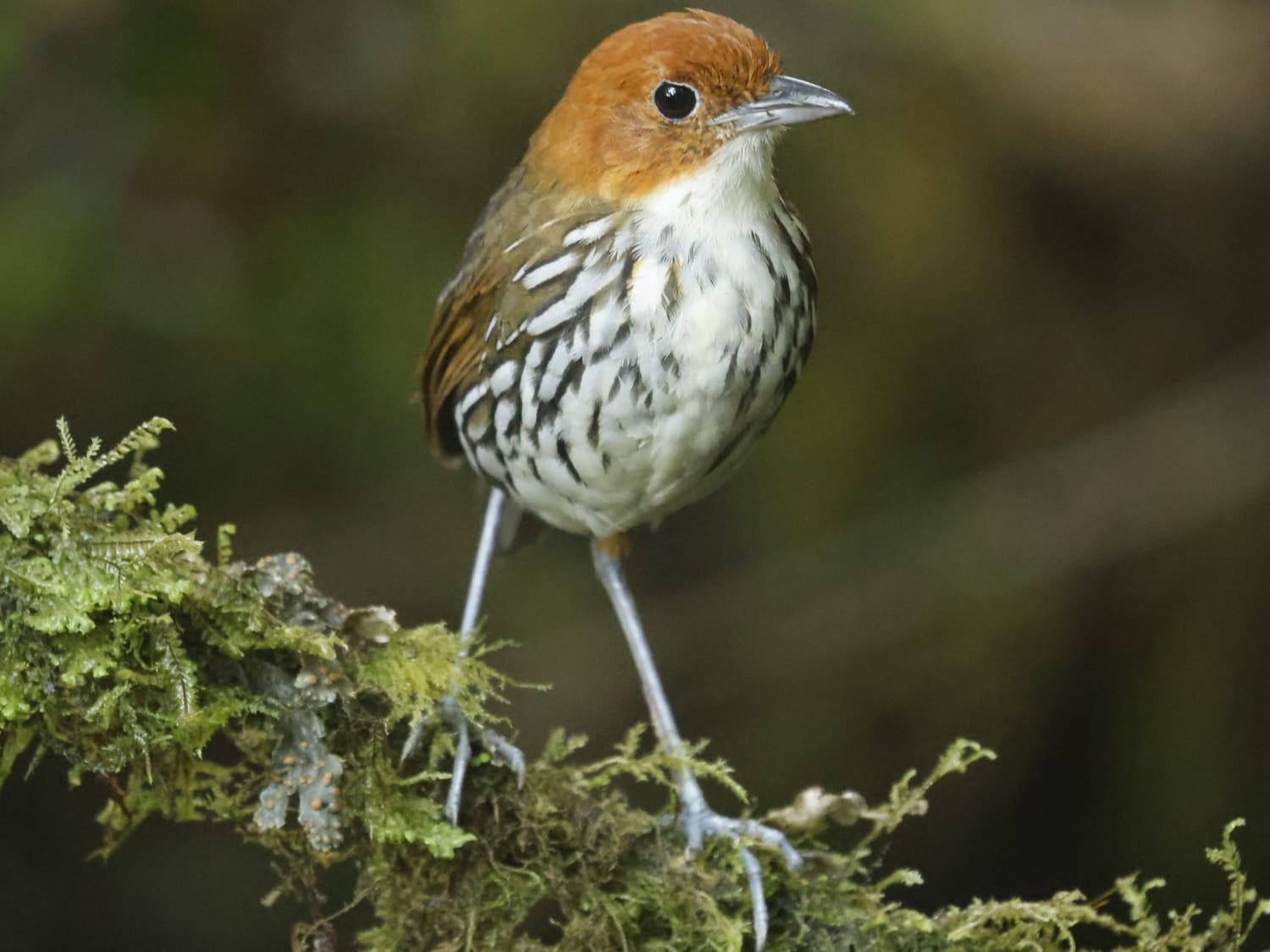 Chestnut-crowned Antpitta, Colombia - Philip Precey