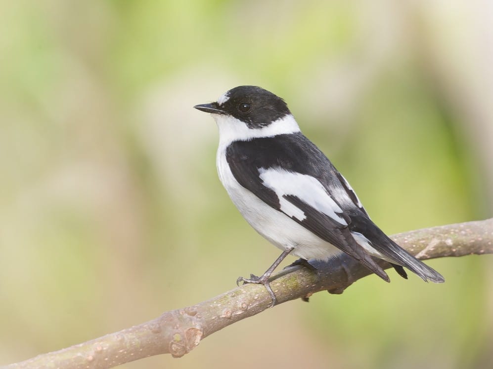 Collared Flycatcher, Cyprus - James Lowen