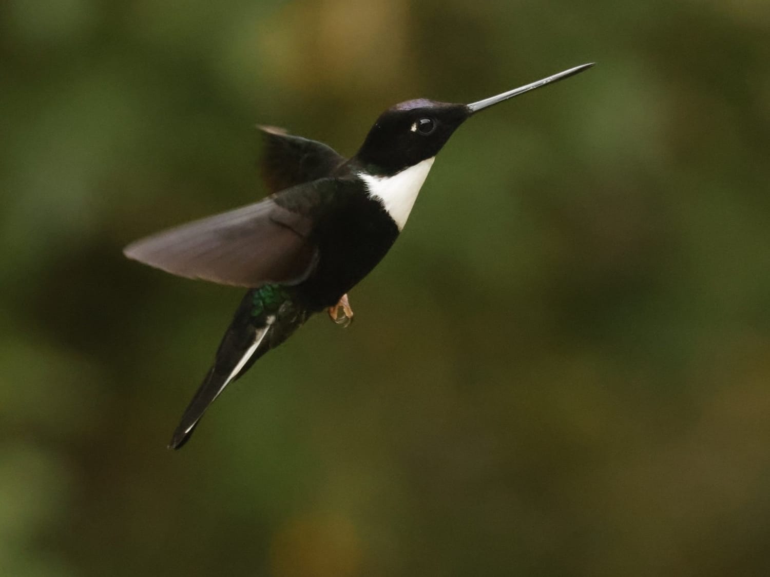 Collared Inca, Colombia - Philip Precey