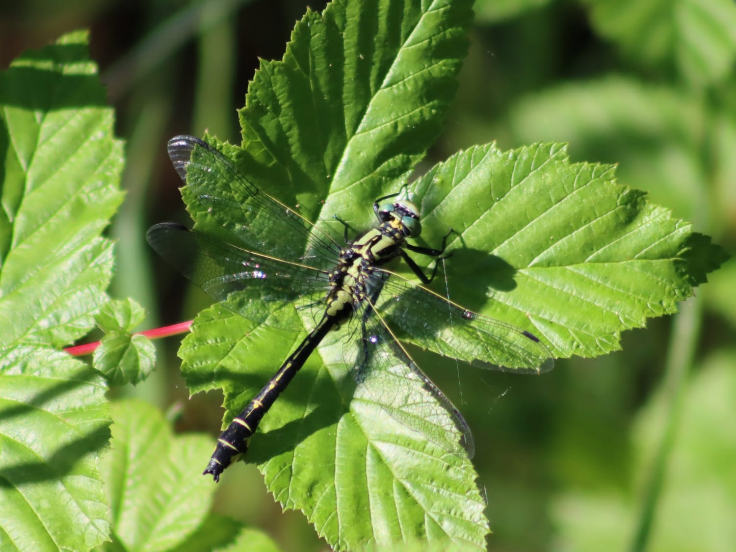 Common Clubtail perched on a leaf