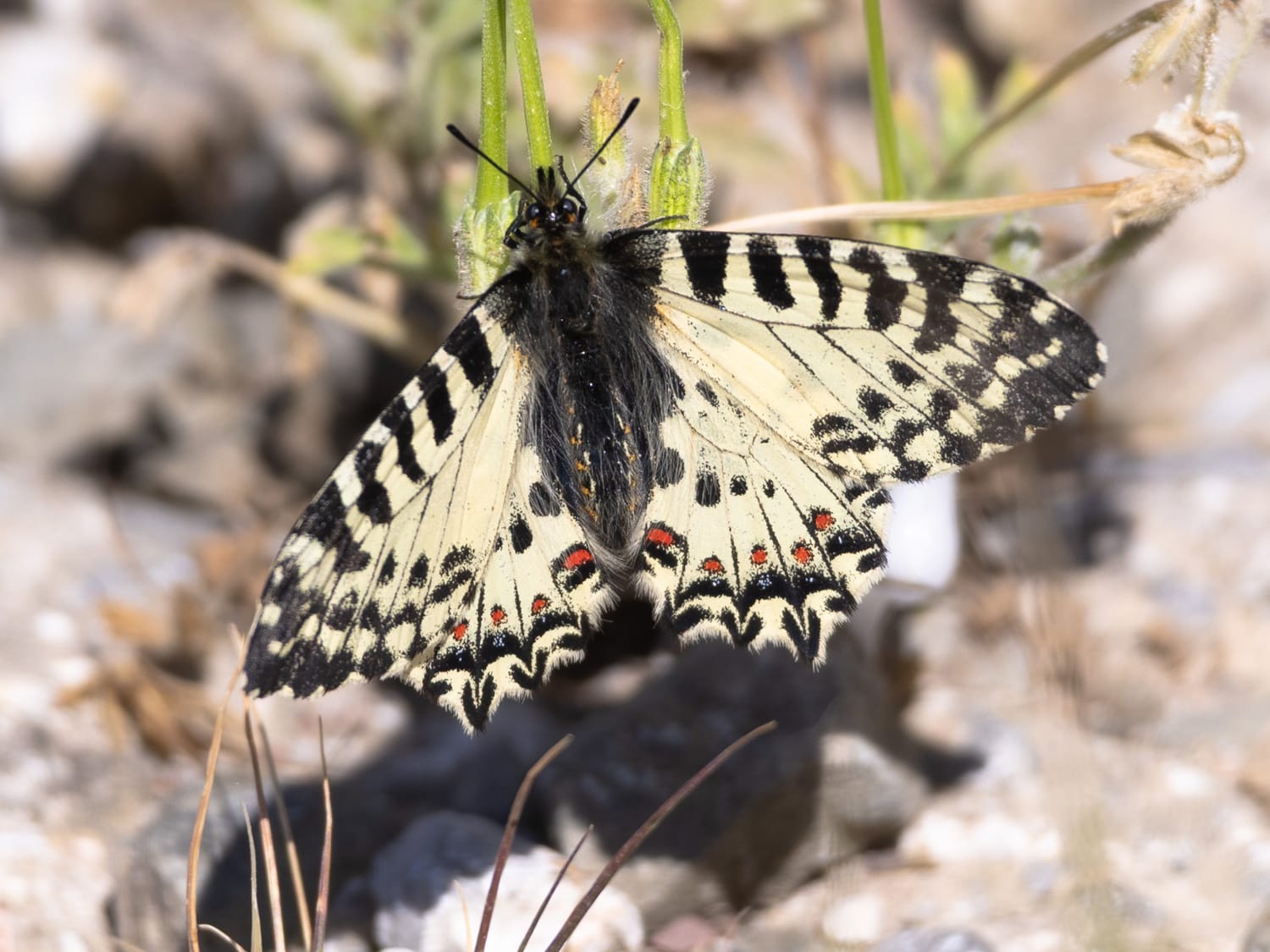 Cretan Festoon, Crete - Sarah Lambert