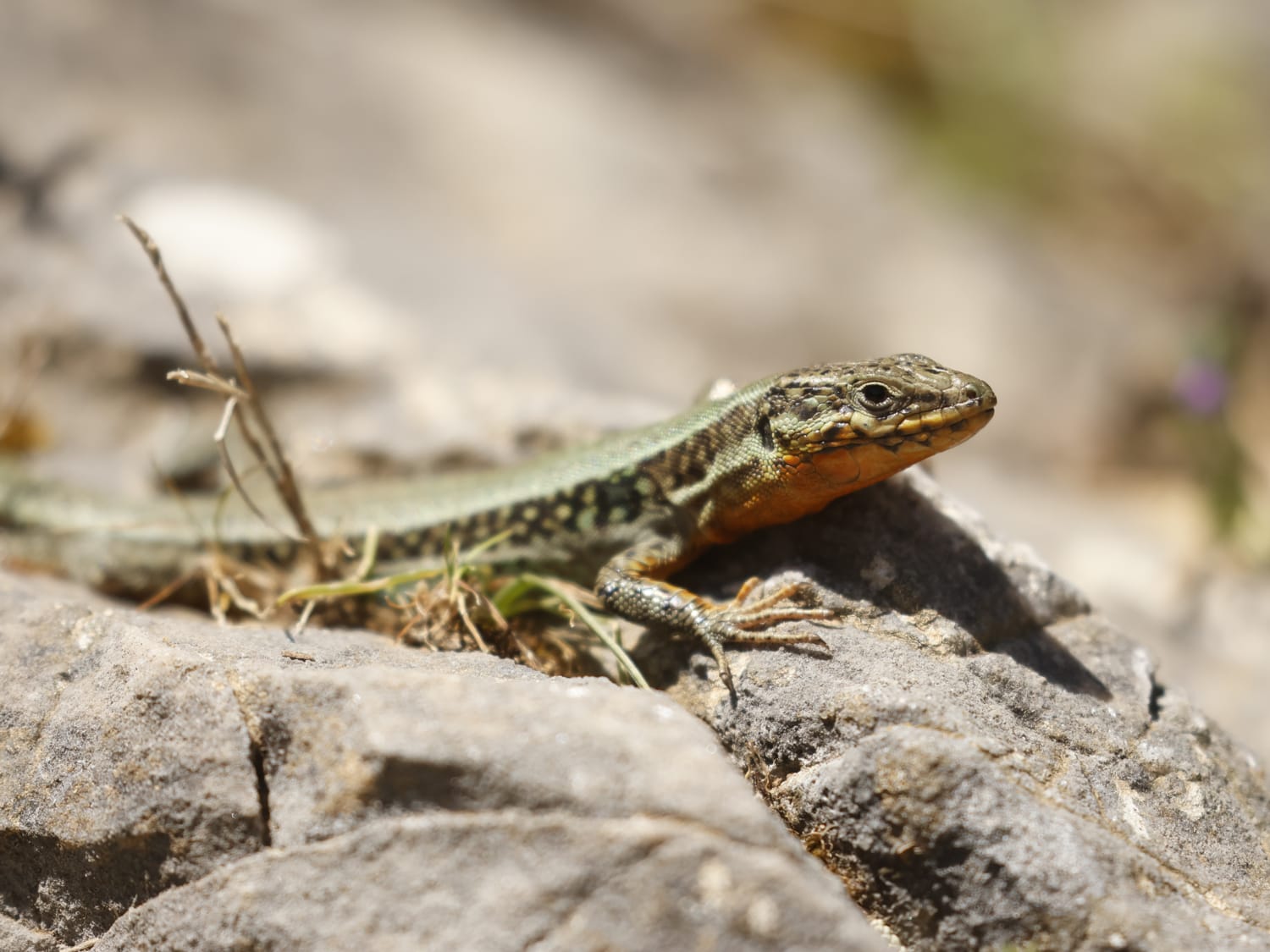 Cretan Wall Lizard, Crete - Philip Precey