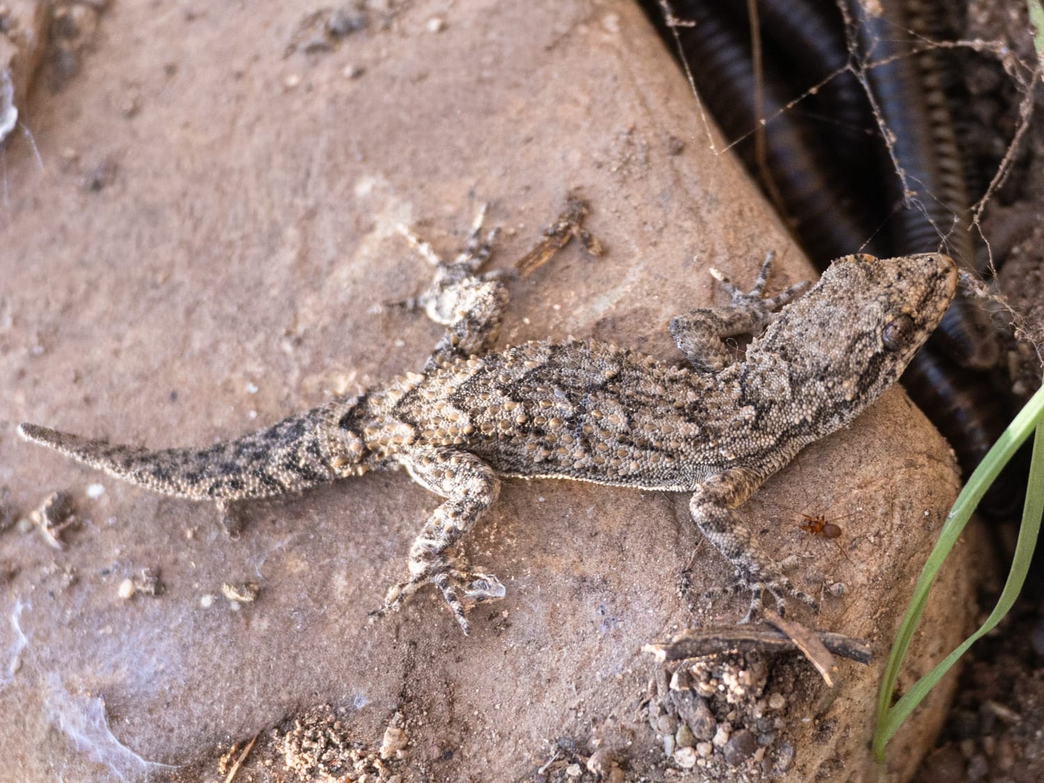 Eastern Bent-toed Gecko, Cyprus - Sarah Lambert